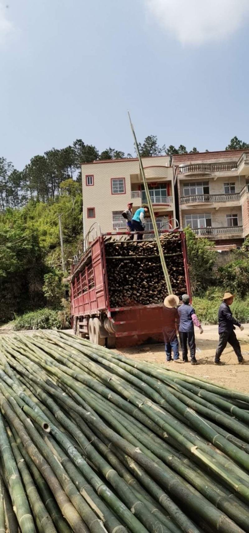梨埠篙竹竹子排山竹外墙搭建合适各种搭棚
