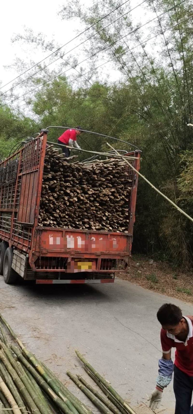 梨埠篙竹竹子排山竹外墙搭建合适各种搭棚