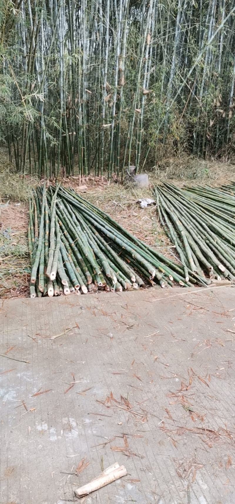 梨埠篙竹竹子排山竹外墙搭建合适各种搭棚