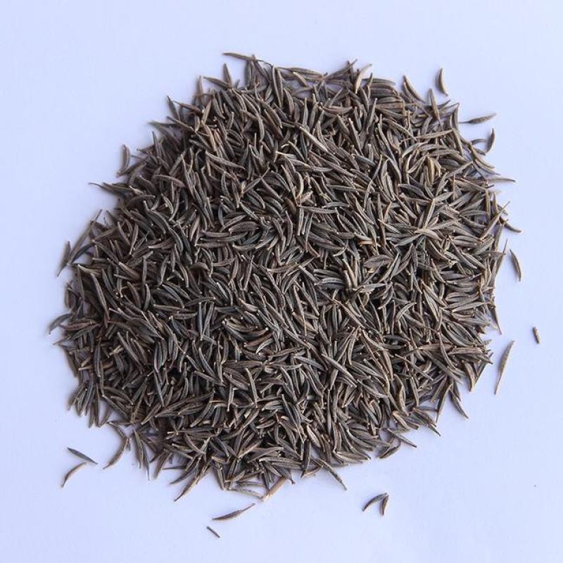 波斯菊种子花海种子花种子95%芽率播种40天开花包邮