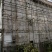 梨埠篙竹竹子排山竹外墙搭建合适各种搭棚