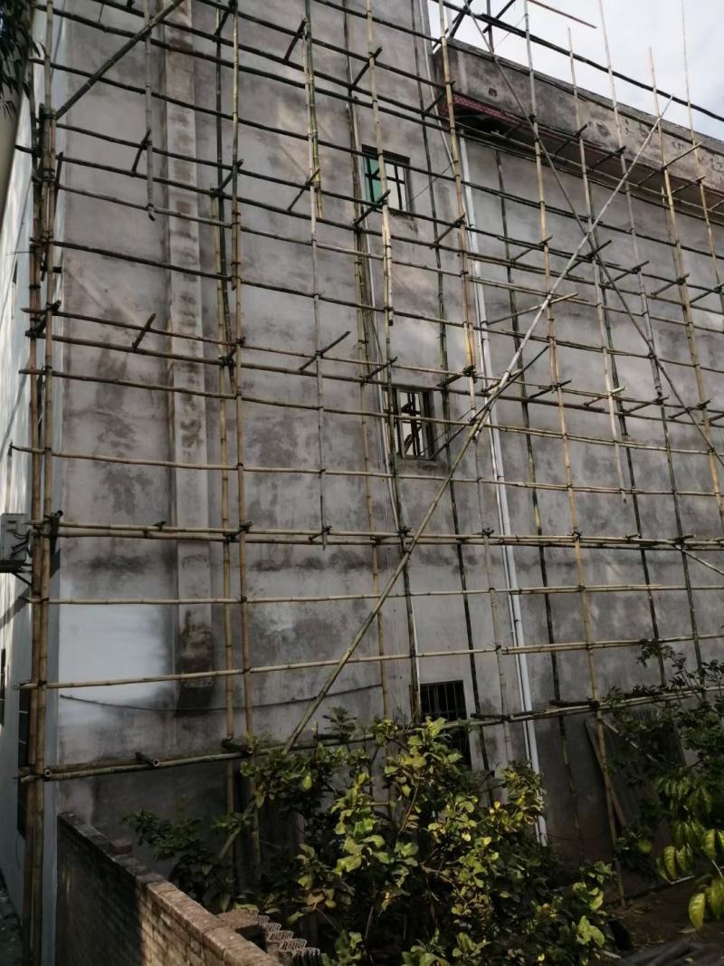 梨埠篙竹竹子排山竹外墙搭建合适各种搭棚