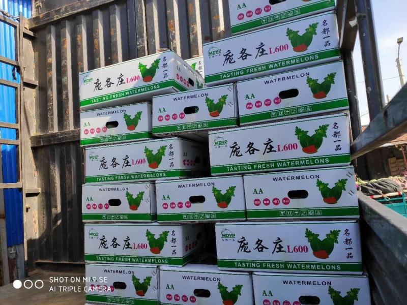 L600，六百小西瓜大棚瓜山东潍坊，手剥皮西瓜冰淇淋西瓜