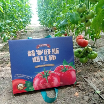普罗旺斯，西红柿（自然熟）