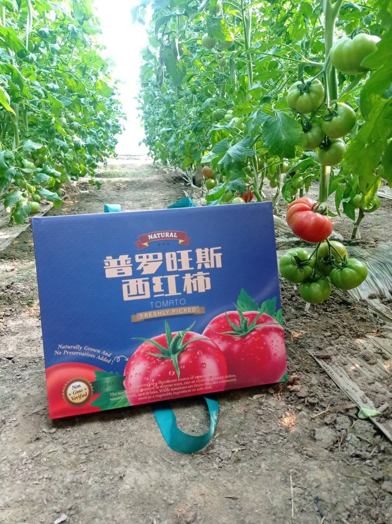 普罗旺斯，西红柿（自然熟）