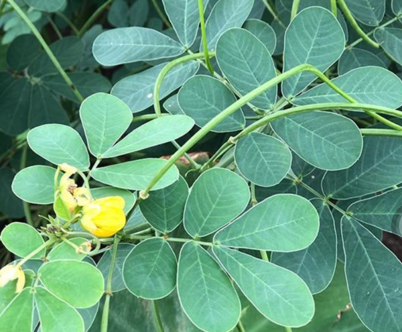 新产决明子种子草决明决明子假绿豆可在线交易