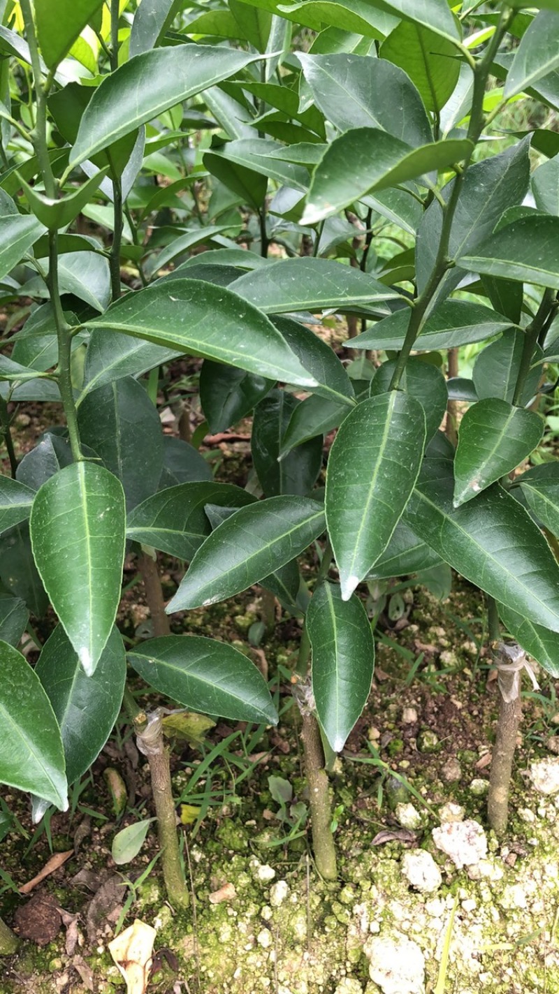 陈皮柑新会柑茶枝柑小青柑柠檬嫁接优质品种果苗