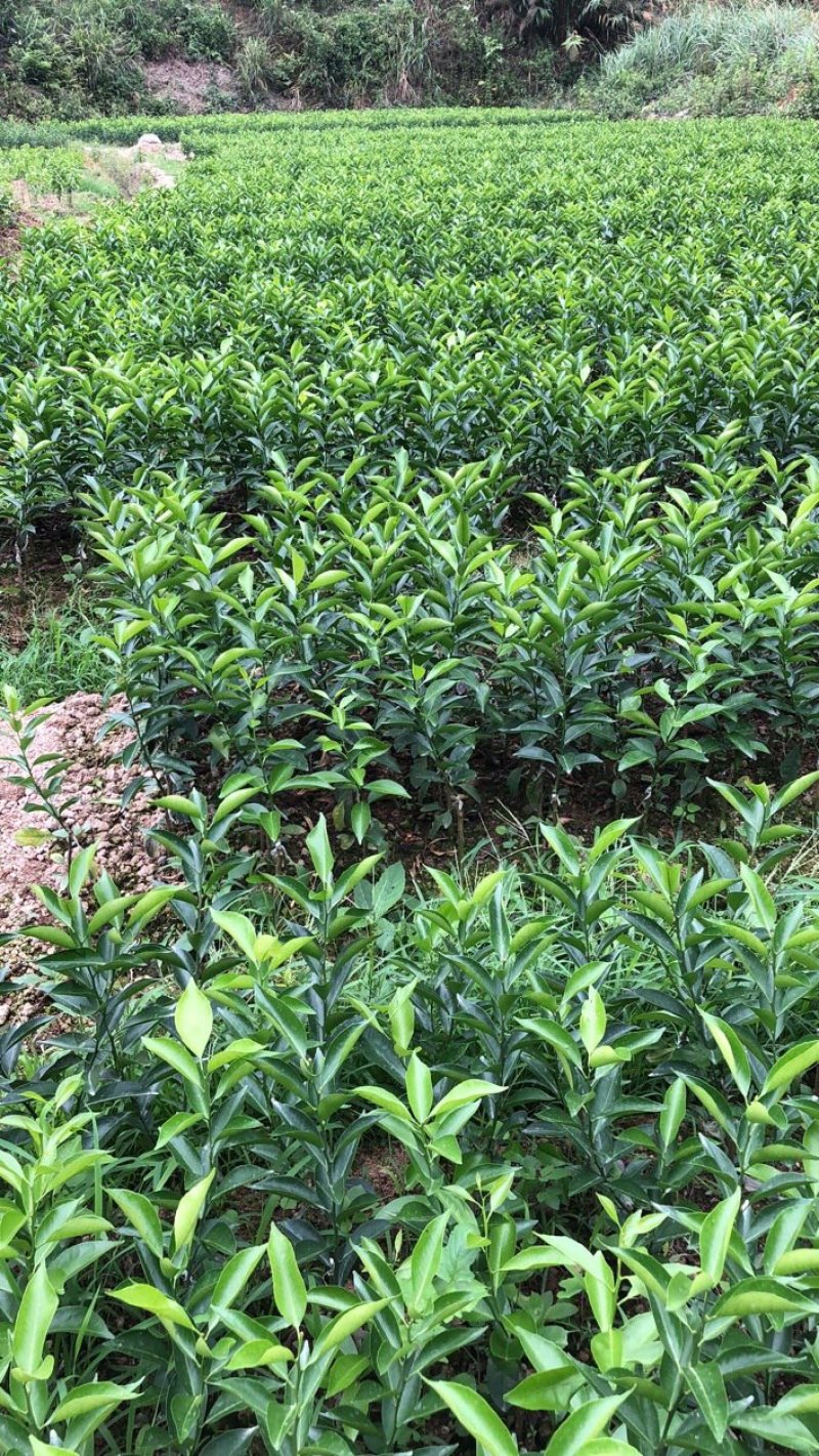 陈皮柑新会柑茶枝柑小青柑柠檬嫁接优质品种果苗