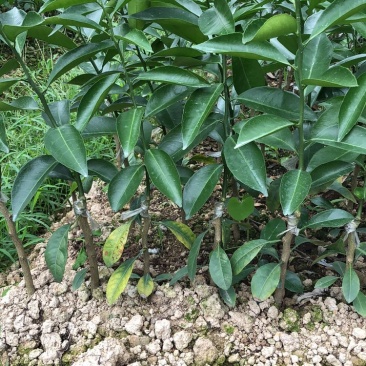 陈皮柑新会柑茶枝柑小青柑柠檬嫁接优质品种果苗