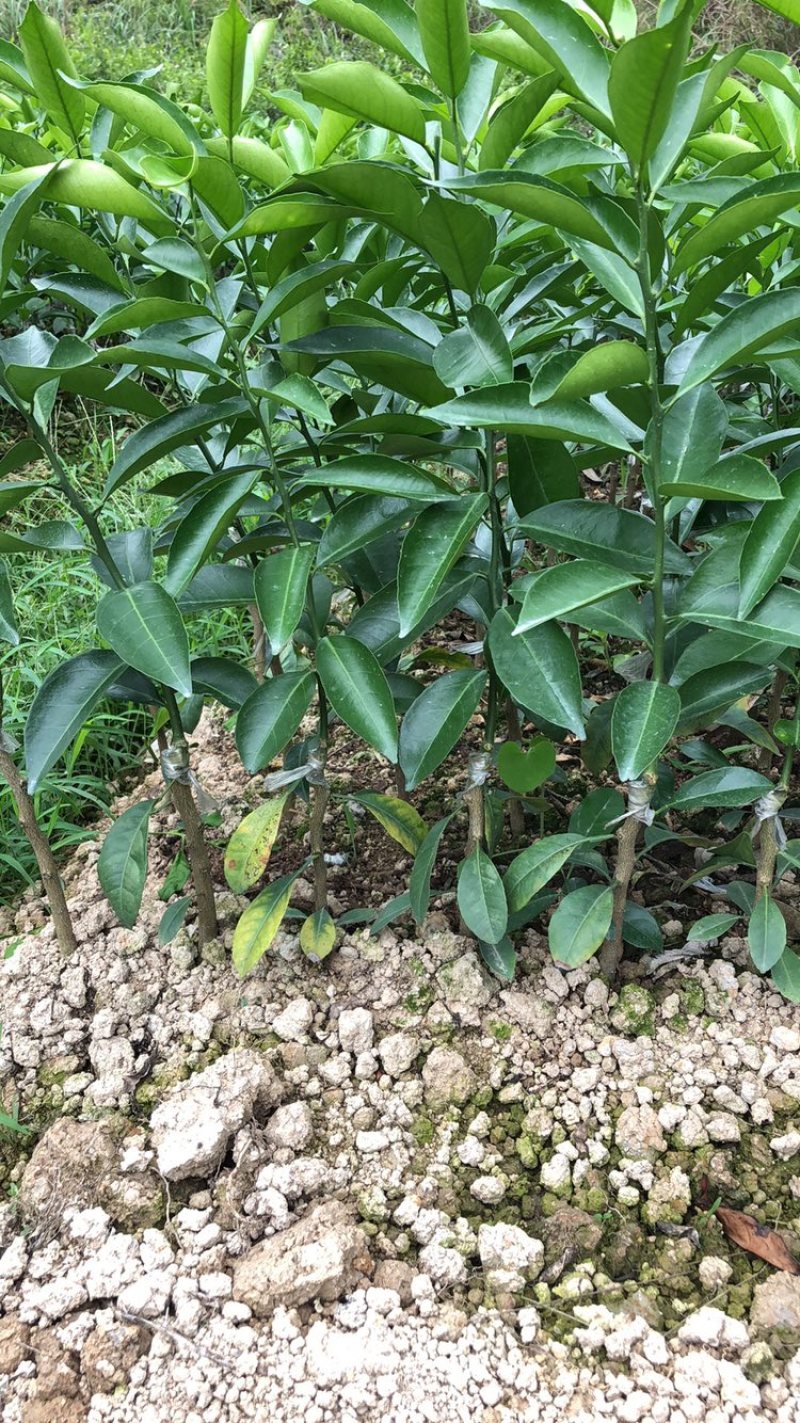 陈皮柑新会柑茶枝柑小青柑柠檬嫁接优质品种果苗
