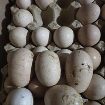 大白壳毛蛋半鸡半蛋旺蛋照毛实蛋园黄量大从优