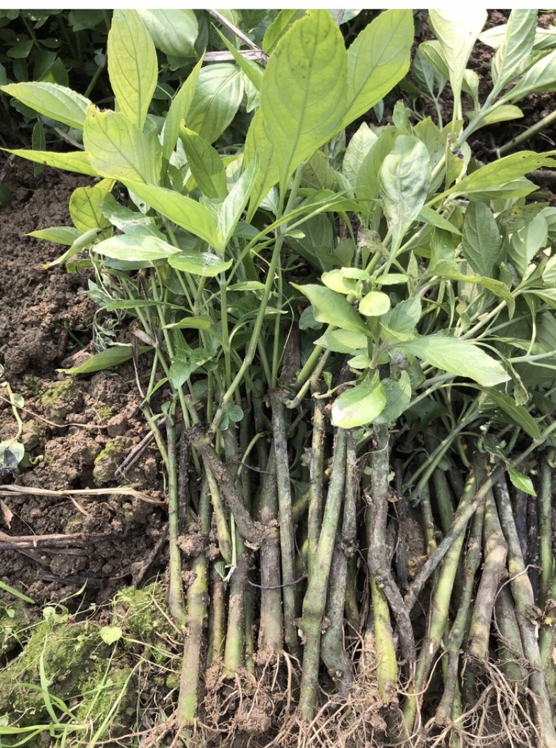 南板蓝根苗预定中…自家育的苗，质量有保证