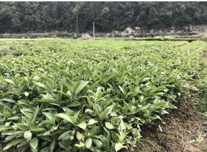 南板蓝根苗预定中…自家育的苗，质量有保证