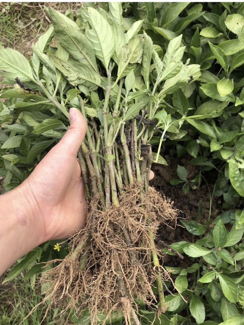 南板蓝根苗预定中…自家育的苗，质量有保证