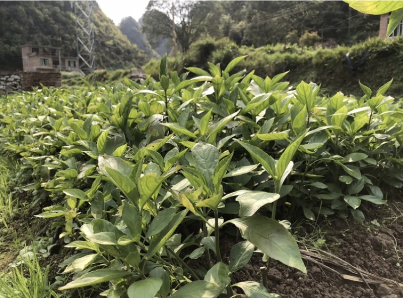 南板蓝根苗预定中…自家育的苗，质量有保证
