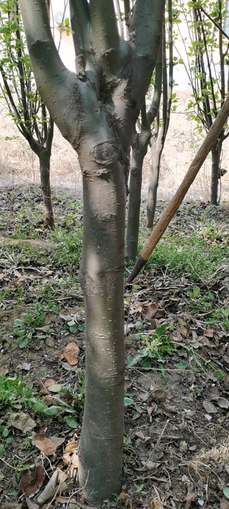 海棠苗