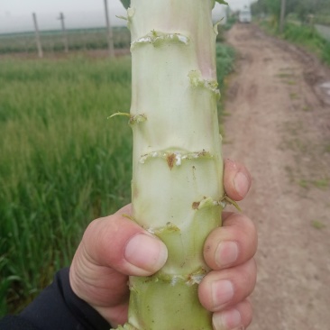 净菜，毛菜，光杆，大量有货，一手货源，欢迎订购
