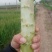 净菜，毛菜，光杆，大量有货，一手货源，欢迎订购