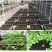 5%吲丁·萘乙酸植物促根生长移栽壮苗花卉苗木扦插育苗生根