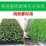 5%吲丁·萘乙酸植物促根生长移栽壮苗花卉苗木扦插育苗生根