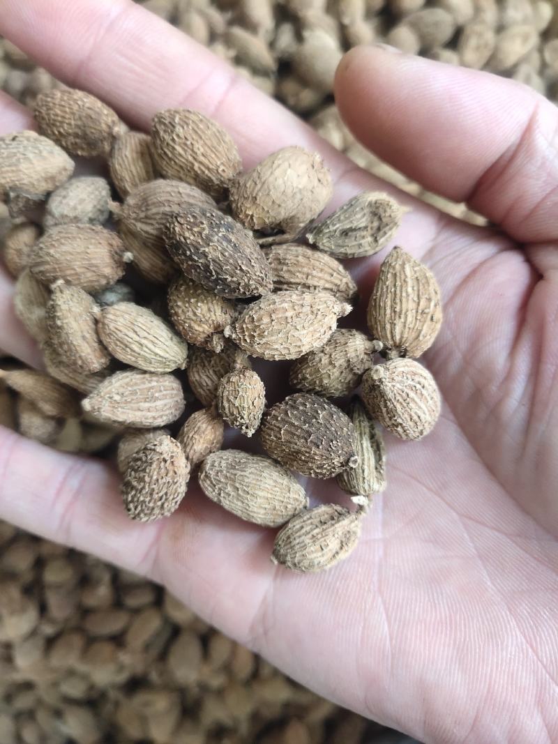 进口砂仁缅甸砂仁靓货
