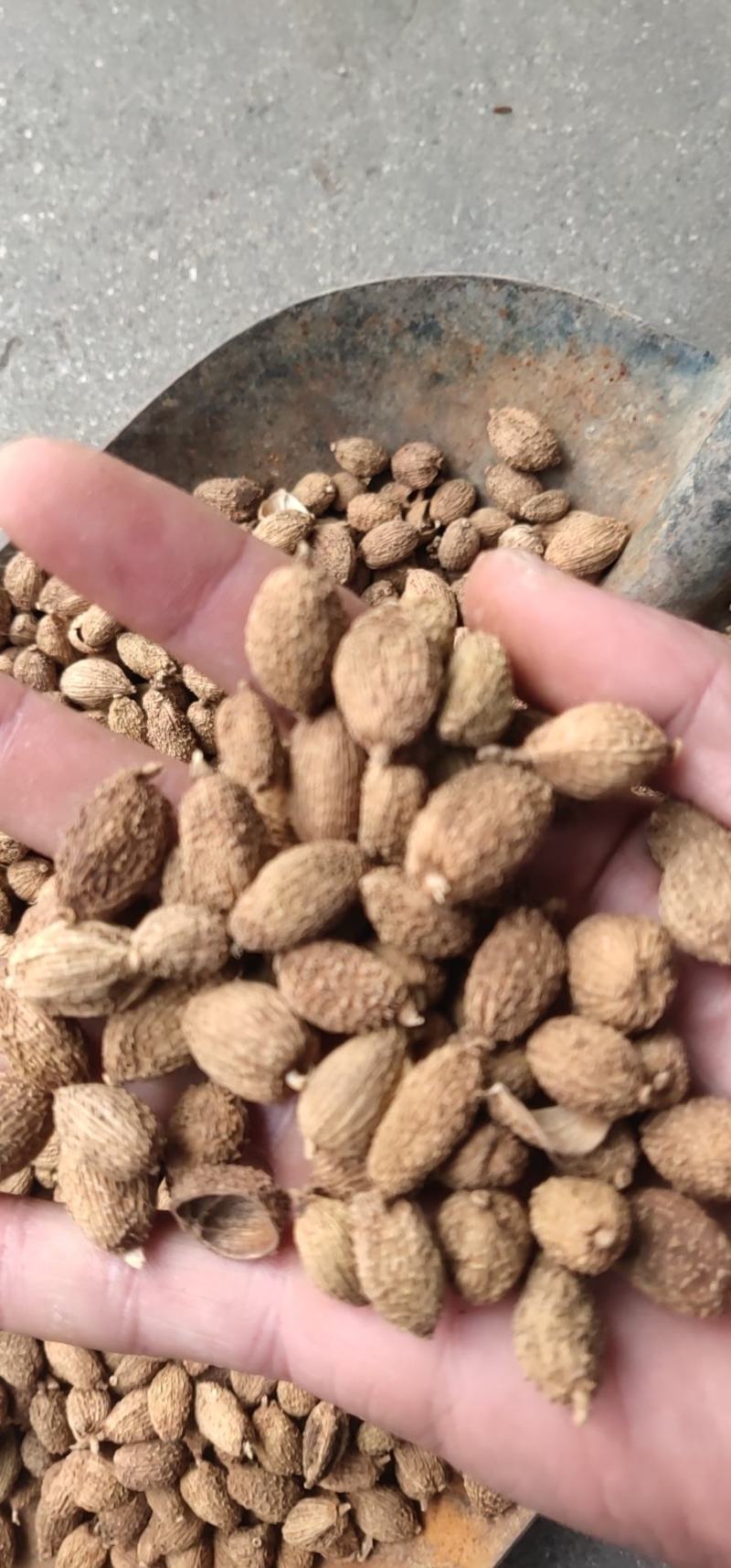 进口砂仁缅甸砂仁靓货