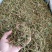 伸筋草伸筋草各种草类中药材批发伸筋草批发