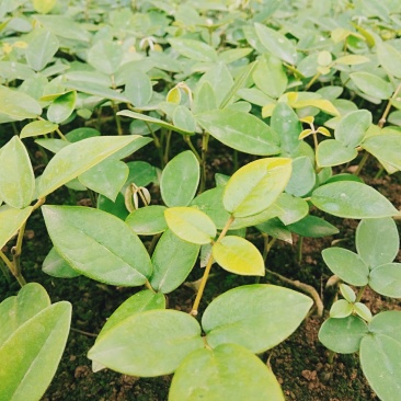 广西优质山豆根苗……