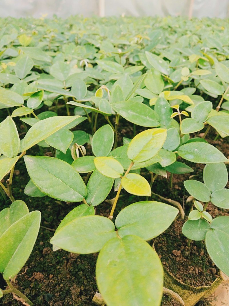 广西优质山豆根苗……