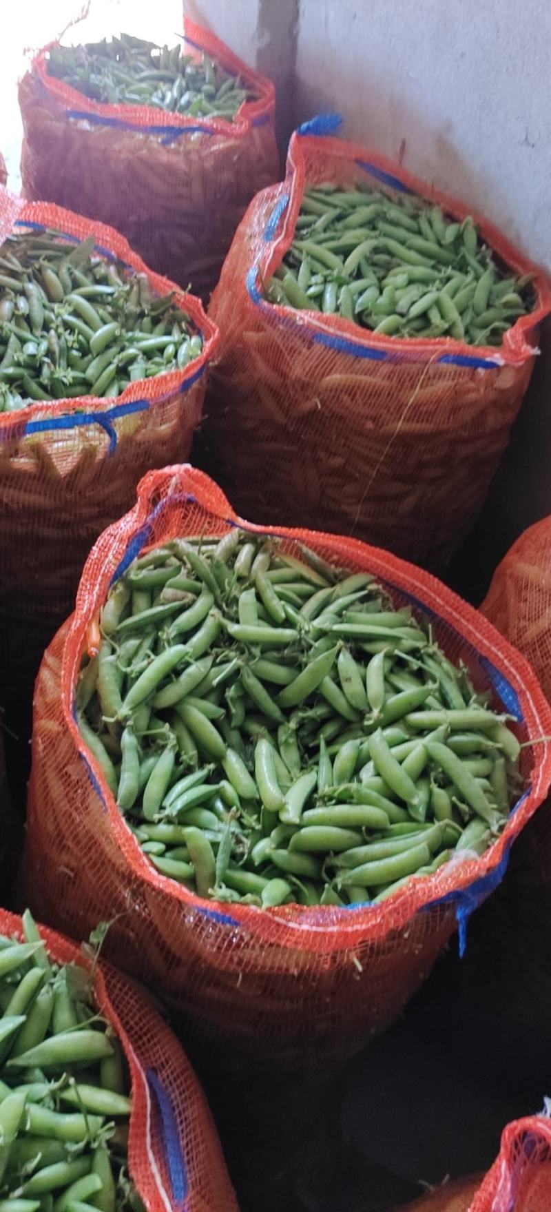 豌豆荚中豌6中豌9荣涛6荣涛9长寿仁双十一
