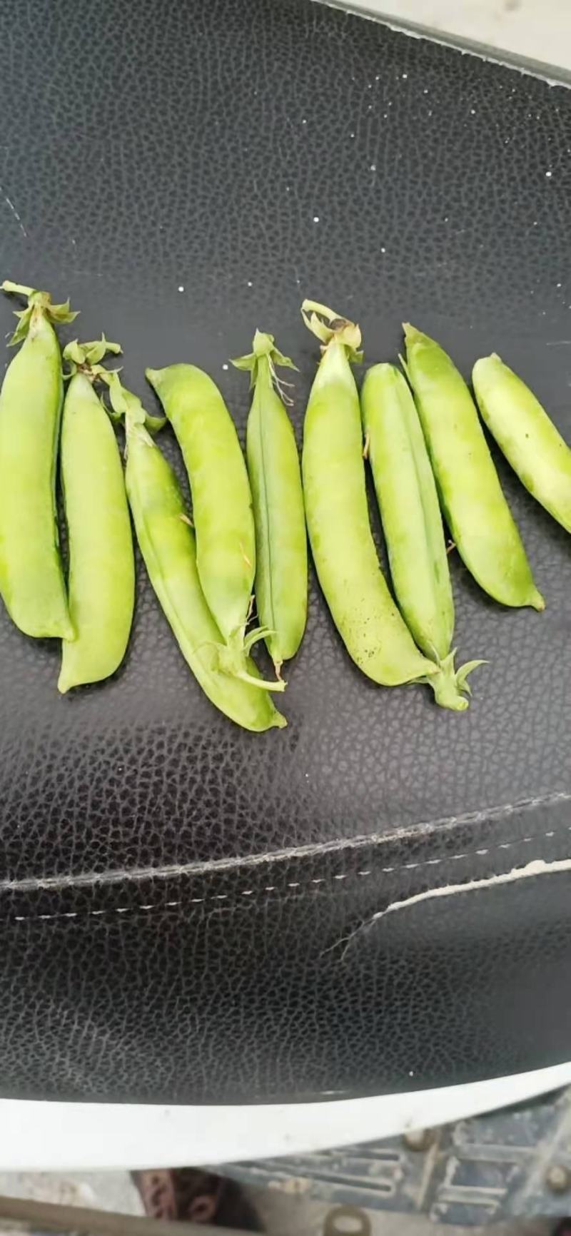 豌豆荚中豌6中豌9荣涛6荣涛9长寿仁双十一