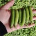 豌豆荚中豌6中豌9荣涛6荣涛9长寿仁双十一