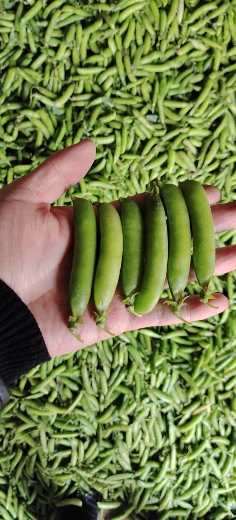 豌豆荚中豌6中豌9荣涛6荣涛9长寿仁双十一