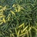 豌豆荚中豌6中豌9荣涛6荣涛9长寿仁双十一