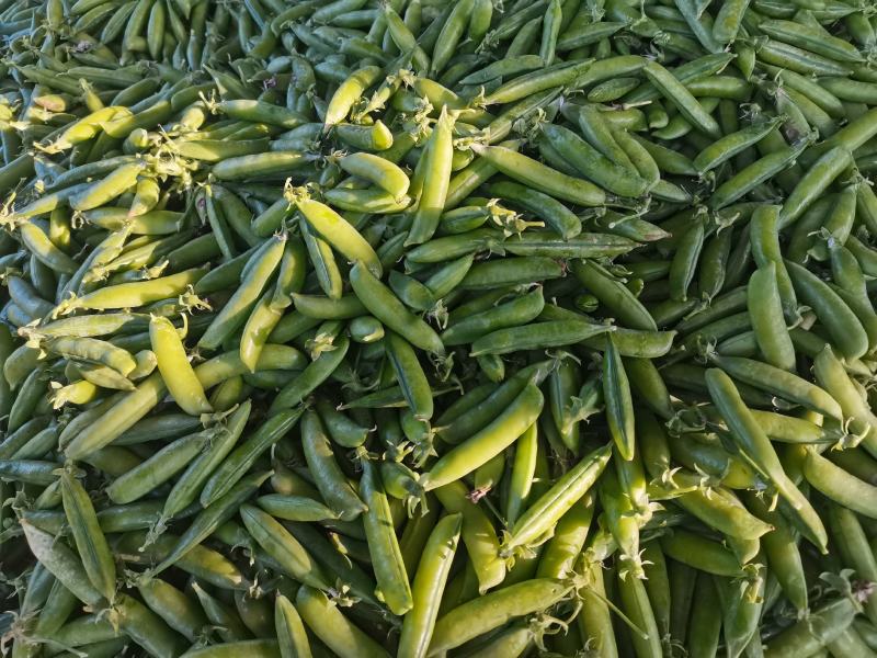 豌豆荚中豌6中豌9荣涛6荣涛9长寿仁双十一