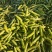 豌豆荚中豌6中豌9荣涛6荣涛9长寿仁双十一