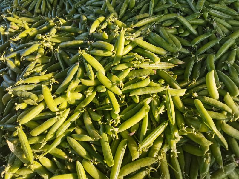豌豆荚中豌6中豌9荣涛6荣涛9长寿仁双十一
