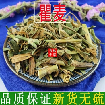 云南野生中药材瞿麦巨麦翟麦石竹山瞿麦竹节草