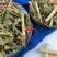 云南野生中药材瞿麦巨麦翟麦石竹山瞿麦竹节草