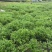 潮州凤凰茶胶己人的功夫茶茶多酚绿色健康