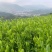 潮州凤凰茶胶己人的功夫茶茶多酚绿色健康