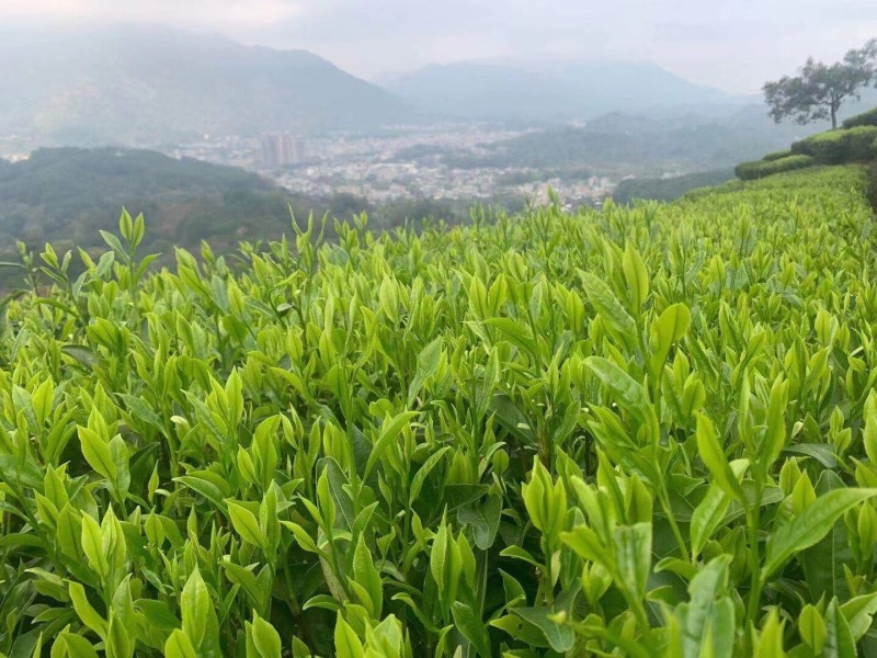潮州凤凰茶胶己人的功夫茶茶多酚绿色健康