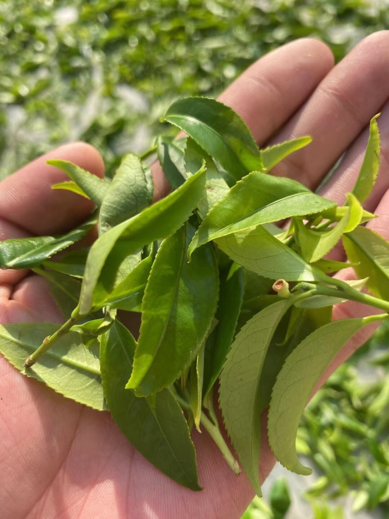 潮州凤凰茶胶己人的功夫茶茶多酚绿色健康
