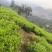 潮州凤凰茶胶己人的功夫茶茶多酚绿色健康