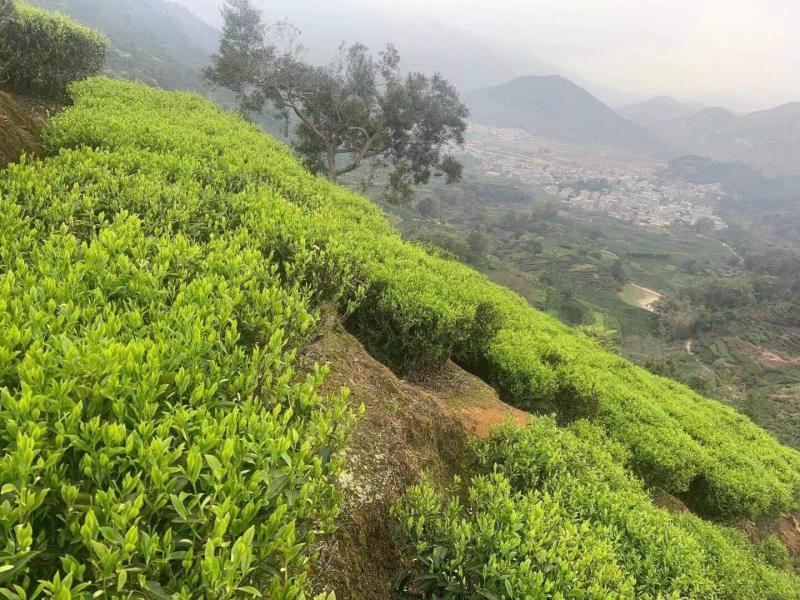 潮州凤凰茶胶己人的功夫茶茶多酚绿色健康