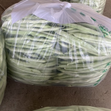 山东菏泽四季豆。芸豆油豆。大白