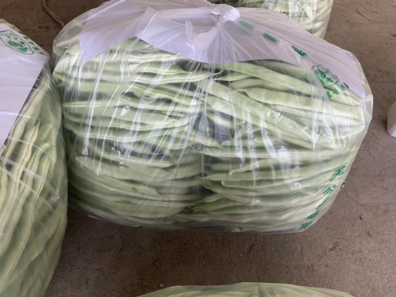 山东菏泽四季豆。芸豆油豆。大白