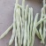 山东菏泽四季豆。芸豆油豆。大白
