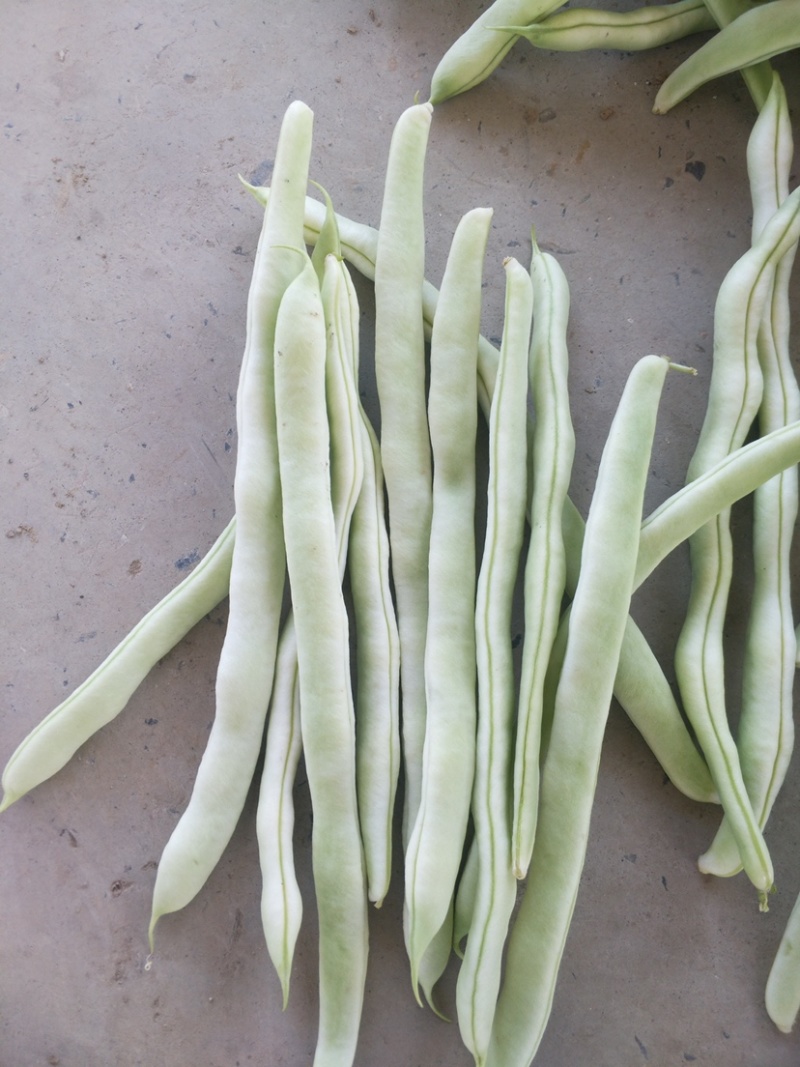 山东菏泽四季豆。芸豆油豆。大白