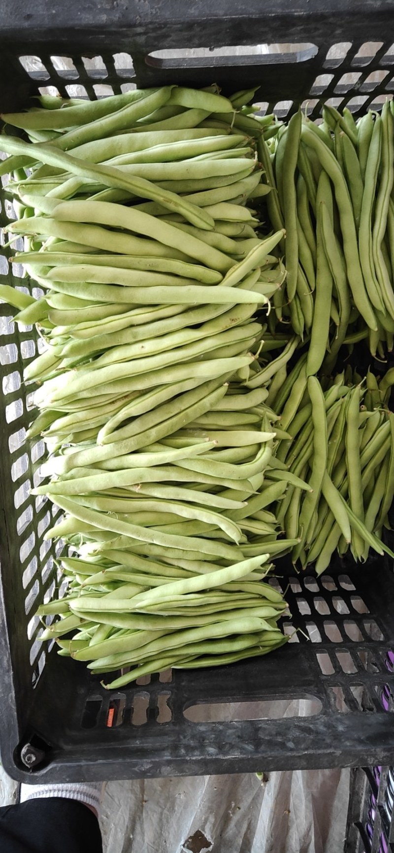 山东菏泽四季豆。芸豆油豆。大白